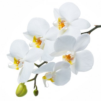 Стол обеденный Танго белый/Орхидея в Боготоле - bogotol.mebel54.com | фото
